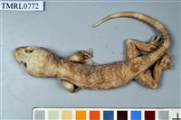 藏品(大守宮)的圖片